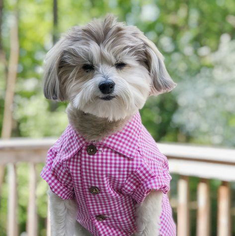 Dogs in clothes. Modern dog. Hawaiian dog shirt. Fashion for dogs by Dog Threads. Stylish dog clothes. Cute dog clothes. Hipster dog clothing. Dog clothing boutique. Cute puppies. Dog models.  SHOPDOGTHREADS.COM Dogs In Clothes, Hipster Dog, Cute Dog Clothes, Clothes Cute, Dog Clothing, Dog Dress, Modern Dog, Dog Modeling, Dog Hat