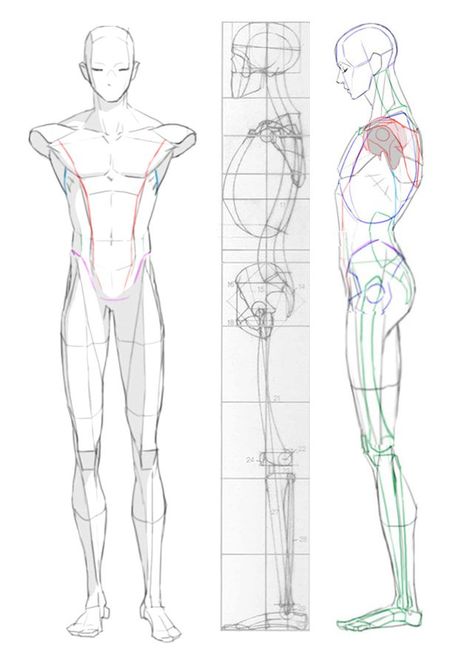 Male Drawing Proportions, Anime Anatomy Reference Step By Step, Anime Man Anatomy, Men Drawing Anatomy, Male Body Turnaround, Drawing Body Structure, Drawing Proportions Body Anatomy, Man Body Anatomy Drawing, Sobbing Pose Reference