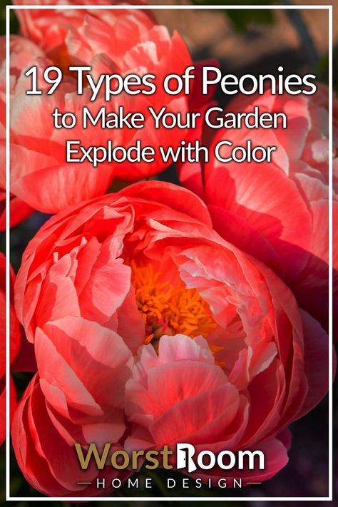 types of peonies Peonies Colors, Peony Colors Chart, Peony Garden Design, Do Tell Peony, Peony Companion Plants Gardens, Types Of Peonies, Peony Bedding, Peony Varieties, Peony Bulbs