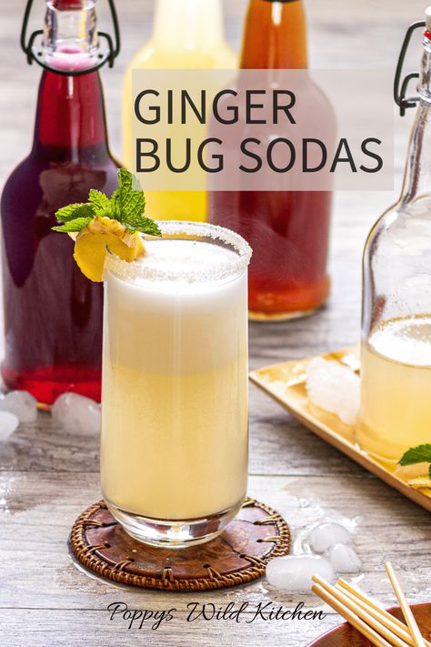 Ginger Bug Sodas Ginger Bug Soda, Ginger Ale Recipe, Ginger Beer Recipe, Ginger Soda, Homemade Ginger Ale, Wild Kitchen, Healthy Refreshing Drinks, Ginger Bug, Soda Flavors