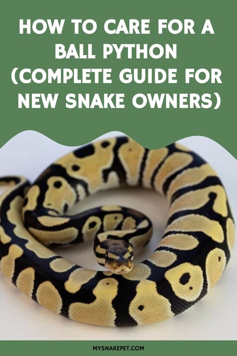 Caring for a ball python is relatively easy. It is a low-maintenance snake that is simpler to care for than most. But you do need to make certain you… Ball Python Setup, Ball Python Pet, Ball Python Care, Snake Hides, Snake Enclosure, Types Of Snake, Snake Shedding, Pet Ball, Ball Python Morphs