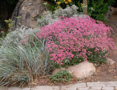 Designing your Garden with California Native Plants | Malibu, CA Patch California Native Landscape, California Native Garden, Spanish Garden, Australian Native Garden, Outside Plants, Drought Tolerant Landscape, California Native Plants, Native Plant Gardening, California Garden