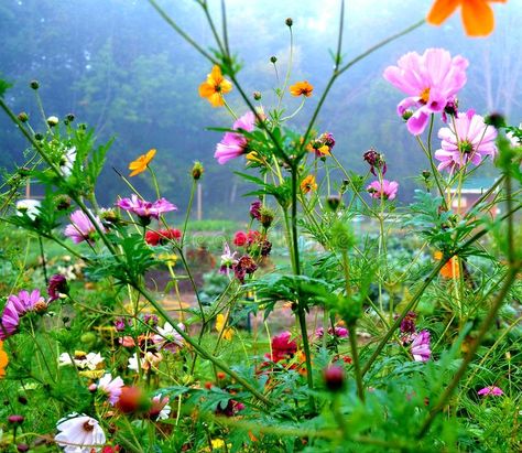 Wisconsin Aesthetic, Wisconsin Wildflowers, Flowers Growing, Bike Trail, Growing Flowers, Bike Trails, Flower Images, Photo Stock, Beautiful Wallpapers