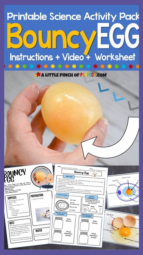 Compared to some activities, this Bouncy Egg science experiment really is “hands-on,” because your little scientist can use their hands and senses to hold and explore the results of the experiment. Since all the supplies can be found in your kitchen it also makes this experiment easy to do, low cost, and fun! Bouncy Eggs Experiment, Bouncing Egg Science Fair Project, Egg Science Fair Projects, Bouncy Egg Science Fair Project Board, Egg Drop Science Experiment, Naked Egg Experiment, Bouncing Egg Experiment, Disappearing Egg Shell Experiment, Rubber Egg Experiment