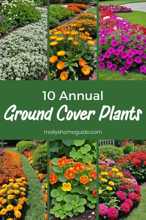 Looking to find the perfect ground cover plants for your garden? Check out an assortment of annual and perennial options that are fast-growing, low-maintenance, and ideal for clay soil. Explore evergreen varieties that provide year-round coverage or consider walkable options for pathways. Whether you're a gardening beginner or looking for fresh ideas to enhance your outdoor space, these easy ground cover plants will add beauty and functionality to your landscape effortlessly. Garden Floor, Ground Cover Plants, Clay Soil, Fragrant Flowers, Tiny Flowers, Lavender Flowers, Ground Cover, Fast Growing, Drought Tolerant