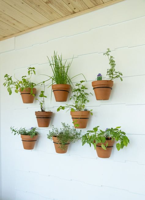 Teracotta Pots, Herb Garden Wall, Food Photography Studio, Herb Garden Pots, Potted Geraniums, Herb Wall, Hanging Herbs, Plant Kitchen, Terracotta Wall