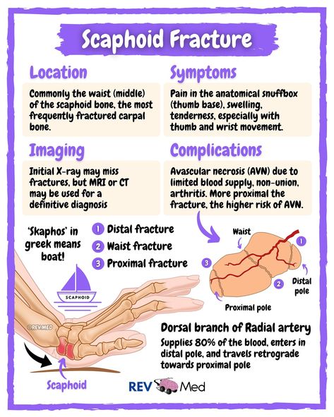 Fractures Nursing, Colles Fracture, Nbcot Exam Prep, Scaphoid Fracture, Nbcot Exam, Outstretched Hand, Pt School, Bio Notes, Hand Muscles