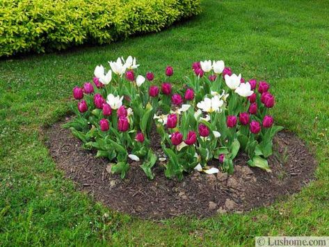 Spring Garden Design, 25 Spring Flower Beds and Yard Landscaping Ideas Tulip Beds Design, Spring Flower Beds, Bulbs Garden Design, Spring Landscaping, Yard Flowers, Landscaping With Roses, Contemporary Garden Design, Spring Garden Flowers, Sloped Garden