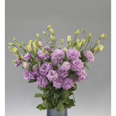 Double lilac lisianthus - for in bouquet and buds vases Lilac Lisianthus, Lavender Lisianthus, Pastel Wedding Colors, Lavender Wedding Flowers, Pastel Wedding Flowers, Pastel Wedding, Lavender Wedding, Flower Farm, Pretty Pastel