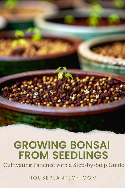 Embark on a rewarding journey of bonsai cultivation from seedlings! Take control of your tree's growth and styling to create a living work of art. Ready to start your bonsai masterpiece? Let's dive in! 🌱🌳 #BonsaiCultivation #FromSeedlings #LivingArt #GreenThumb #GardeningJourney Seed Growth, Growing Bonsai, Tree Seedlings, Tree Growth, Take Control, Green Thumb, Step Guide, Dive In, Step By Step