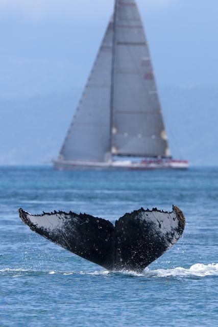 Whales at Hamilton Island Whale Fluke, Hamilton Island, A Whale, Deep Blue Sea, Ocean Water, Whale Tail, Marine Mammals, Whale Watching, Sea World