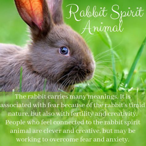 Rabbit Symbolism Meaning, Spirit Animal Rabbit, Bunny Spirit Animal Meaning, Bunny Spirit Animal, Rabbit Spirit Animal Meaning, Bunny Symbolism, Rabbit Spiritual Meaning, Rabbit Familiar, Animal Symbolism And Meanings