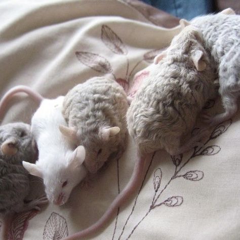 Curly Mice, Mice Aesthetic, Rattus Rattus, Cute Mice, Baby Rats, Funny Rats, Pet Mice, Cute Rats, Cute Pets