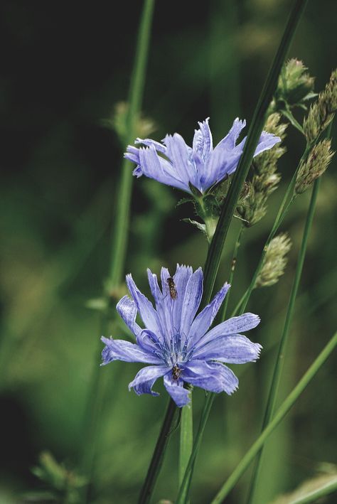 Chicory in the wild Chicory Flower, In The Wild, Native Plants, The Wild, Kentucky, Plants, Flowers