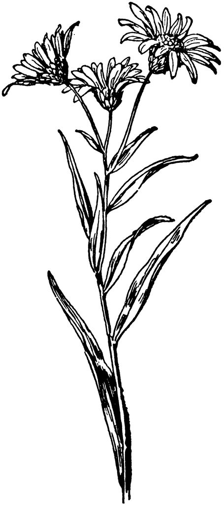 aster drawing Aster Flower Vine Tattoo, Traditional Aster Flower Tattoo, New England Aster Tattoo, Long Stem Flower Tattoo, Aster Flower Drawing, Aster Sketch, Aster Flower Outline, Aster Drawing, Aster Line Art