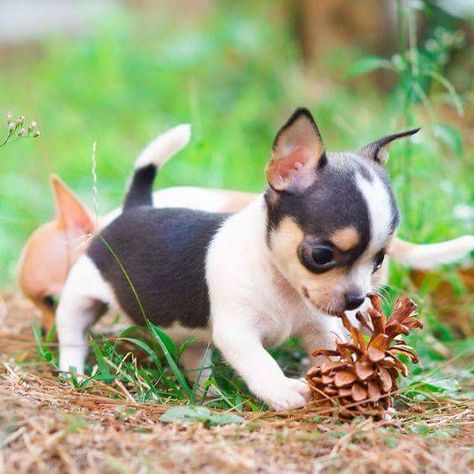 These could be baby puppies or Tea-Cups. Teacup Chihuahua Puppies, Baby Chihuahua, Chihuahua Puppy, Teacup Chihuahua, Tiny Puppies, Cute Chihuahua, Chihuahua Love, Chihuahua Puppies, Baby Puppies