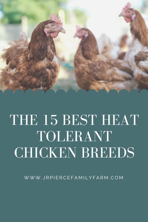 Heat Tolerant Chicken Breeds, Chicken Care, Summer Chicken, Natural Teething Remedies, Raising Goats, Summer Temperature, Raise Chickens, Raising Backyard Chickens, Backyard Flocks