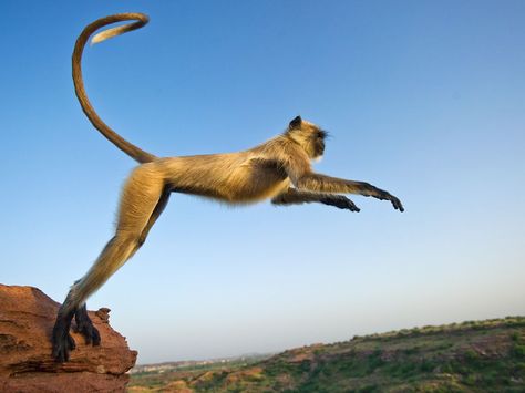 JULY 25, 2011    Leaping Langur, India  Photograph by Stefano Unterthiner, National Geographic    This Month in Photo of the Day: Animal Pictures    India’s leaping langurs can be holy, helpful, or even pesky.    See more pictures from the August 2011 feature story "A Monkey That Knows No Bounds." National Geographic Wallpaper, Jumping Pictures, National Geographic Animals, National Geographic Photography, Monkey Jump, Amazing Animal Pictures, Monkey Pictures, National Geographic Magazine, Silly Cats Pictures