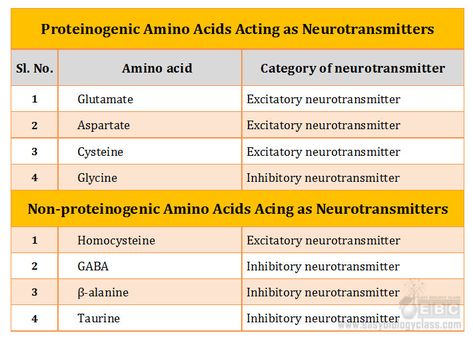 role of amino acid as neurotransmitters Science Model, Biochemistry Notes, Sample Question Paper, Science Models, Linux Operating System, Mental Health Nursing, Brain Stem, Spinal Cord, Amino Acid