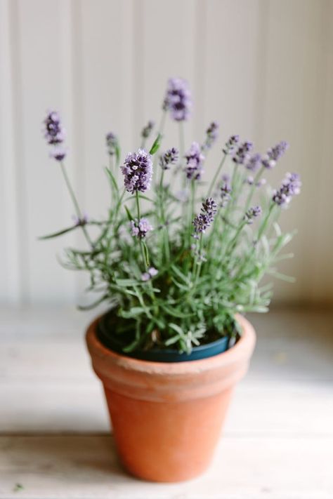 Potted Lavender Indoor, Pots Of Lavender, Lavendar Indoor Plant, Lavender In White Pots, Indoor Lavender, Indoor Lavender Plant, Lavender Potted Plant, Lavender Plant Aesthetic, Lavender Care