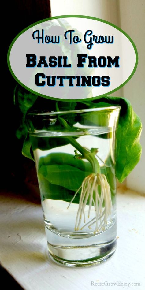 Propagate Basil From Cuttings, Indoor Basil Plant Care, How To Use Basil From Garden, Grow Basil From Clippings, How To Grow Basil From Clippings, How To Care For Basil Plant Indoors, Indoor Basil Plant, How To Grow Basil Outdoors, Pruning Basil Plants