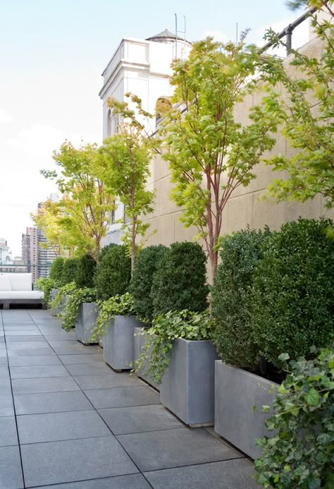 hand made zink planters with a mix of Maple, Boxwood & Ivy Pergola Lattice, Terrace Shade, Penthouse Garden, Pergola Shade Diy, Lattice Panels, Terrace Garden Ideas, Small Courtyard Gardens, Rooftop Terrace Design, Patio Plants