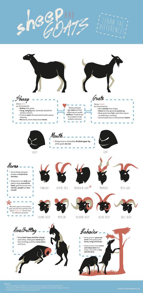 Sheep vs goats Goat Care, Raising Goats, Dairy Goats, Animal Science, Goat Farming, Have Inspiration, Backyard Farming, Hobby Farms, Arte Animal