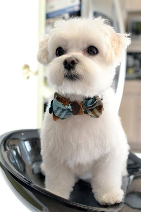 Maltese Grooming, Preppy Puppy, Maltese Haircut, Haircut Idea, Puppy Haircut, Dapper Man, Puppy Cut, Dog Haircuts, Maltese Dog