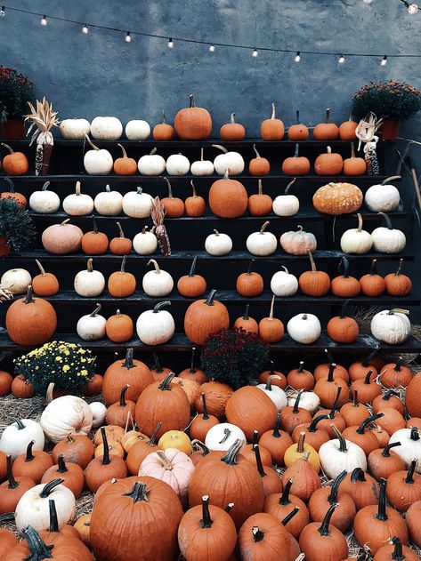 Here's a list of 49 fall hashtags and fall puns that you'll love using on your Instagram! Use these to get more likes and comments this fall season. #fall #hashtags #humor #puns #fallpuns #fallhashtags #letseatcake #pumpkins #leaves #sweaterweather via @LetsEatCakeBlog Photo Halloween, Pumpkin Wallpaper, Image Halloween, Fall Background, Fall Bucket List, Halloween Tags, Photography Challenge, Fall Inspo, Fall Feels