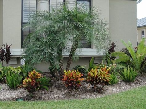 Robellini Palm Landscaping, Date Palm Tree Landscaping, Pygmy Palm, Palm Landscaping, Curved Driveway, Robellini Palm, Pool Landscapes, Palm Trees Landscaping, Front Yards Curb Appeal