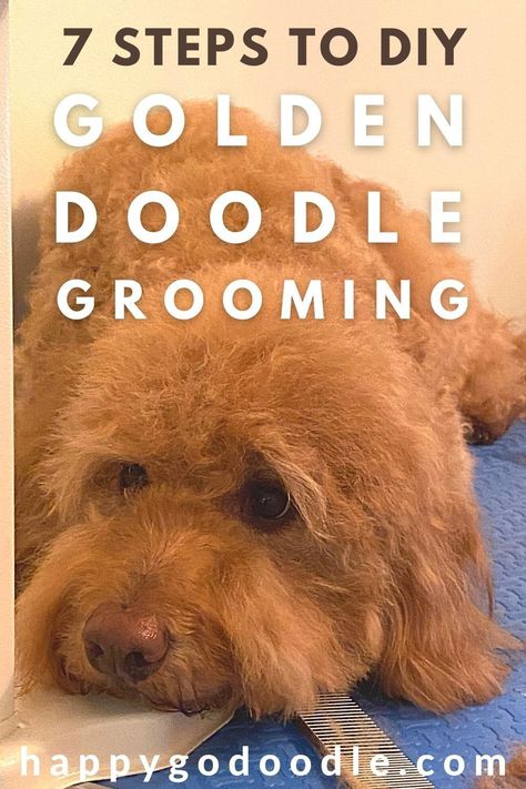 So you've been thinking about grooming your Goldendoodle at home? It's totally do-able! Here are 7 DIY Goldendoodle grooming tips to get you started off on the right paw. You've got this! #diygoldendoodlegrooming #goldendoodlegroomingathome Diy Goldendoodle Grooming, Grooming Doodles At Home, Diy Doodle Grooming, Doodle Haircuts, Doodle Cuts, Doodle Grooming, Small Cute Puppies, Labradoodle Grooming, Goldendoodle Haircuts