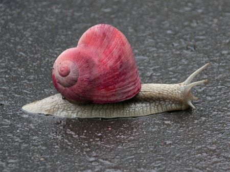 Heart In Nature, Snail Shell, I Love Heart, Beating Heart, Arte Inspo, Beautiful Heart, Heart Art, On The Ground, Pics Art