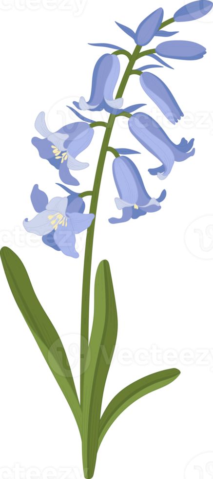 Bluebell flower hand drawn illustration. How To Draw Bluebells, Bluebells Flower Drawing, Bluebell Flower Drawing, Bell Flowers Drawing, Bluebell Drawing, Bluebell Illustration, Blue Bells Flowers, Bluebells Flower, Bell Illustration