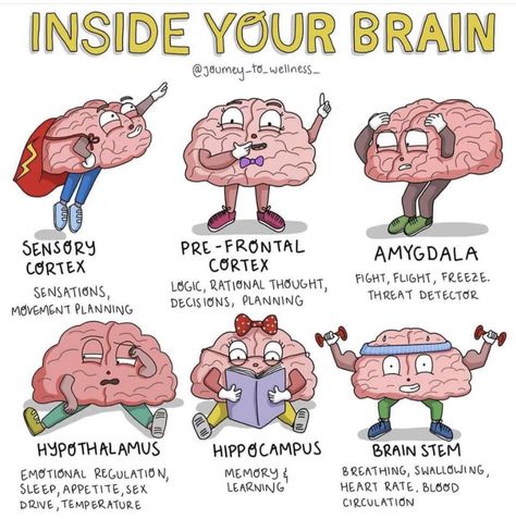 Inside Your Brain, Processing Emotions, Punkty Spustowe, Brain Facts, Brain Anatomy, Medical School Studying, Brain Science, Mental Training, Medical Knowledge