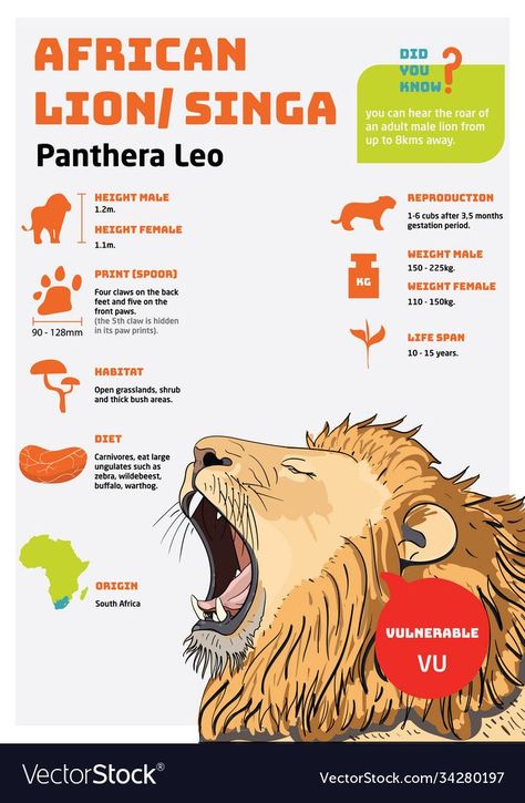 Lion Facts, Animal Infographic, Lion Vector, Life Sketch, Panthera Leo, Male Lion, Animal Science, Animal Room, Island Design