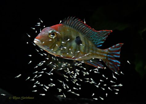 Orangehead Cichlid with fry South American Cichlids, Fish Tank Cleaning, Tropical Fish Tanks, Freshwater Aquarium Fish, African Cichlids, Amazon River, Types Of Fish, Exotic Fish, Beautiful Fish