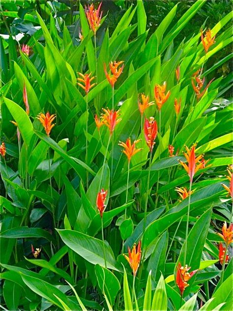 Dwarf Heliconia are great border fillers. Beware that they "run" so need to have room. Tropical Garden Plants, Fence Border, Border Garden, Bali Garden, Balinese Garden, Ginger Plant, Tropical Garden Design, Tropical Backyard, Glass Garden