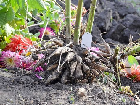 Dahlia Care, Planting Dahlias, Growing Dahlias, Eco Friendly Garden, Zone 5, Organic Produce, Going Natural, Evening Primrose, Dahlia Flower