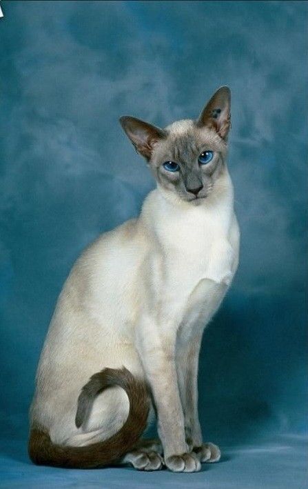 Blue Point Siamese, Cat Anatomy, Cat References, Poster Blue, Cat Reference, Blue Point, Gorgeous Cats, Cat Pose, House Cat