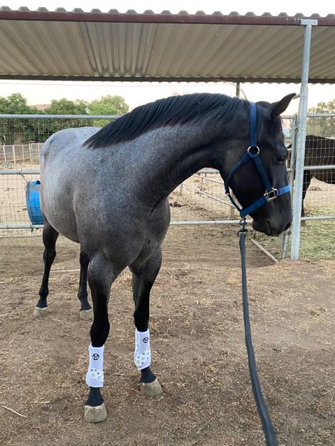 Grey Roan Horse, Blue Roan Horse Quarter, Blue Roan Warmblood, Blue Roan Horses, Horse Blue Roan, Blue Roan Quarter Horse, Brindle Horse, Horse Oc, Blue Roan Horse