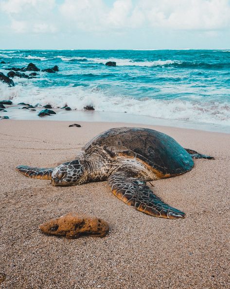 Turtle on the beach near Paia, Maui Cute Turtle Drawings, Paia Maui, Sea Turtle Drawing, Sea Turtle Pictures, Beachy Art, Baby Sea Turtles, Turtle Drawing, Hawaii Photography, Ocean Pollution