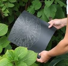 How to Preserve a Spider's Web - Inner Child Fun How To Preserve A Spiderweb, Vetenskapliga Experiment, Spider Craft, Diy Spider, Spider Book, Science Centers, Visuell Identitet, Nature School, Outdoor Classroom