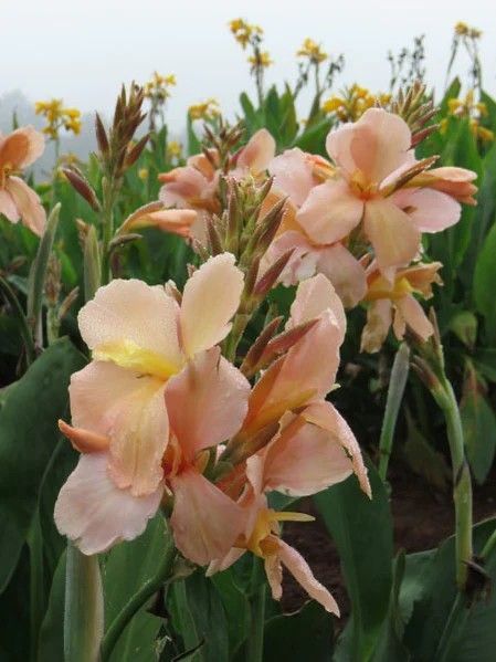 Canna Lily - Canna Peach Lustre Canna Lily, Peach Lustre, Texas Gardening, Favourite Flowers, Peach Blush, Photography Inspiration, Orchids, Lily, Texas