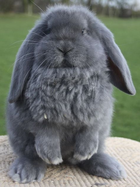 French Lop French Lop Rabbit, French Lop, Bunny Cottage, Lop Bunnies, Holland Lop Bunnies, Cutest Bunny Ever, Rabbit Life, Cute Bunny Pictures, Cute Small Animals