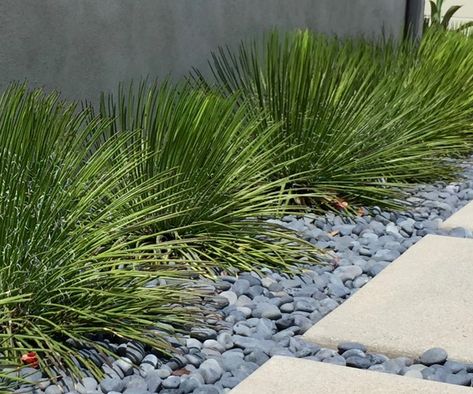 LA Modern Minimalist low water mass planting - Modern - Landscape - Los Angeles - by Outside InStyle | Houzz Modern Landscaping Front Yard, Mass Planting, Landscape Rock, Modern Backyard Landscaping, Minimalist Garden, Japanese Garden Design, Farmhouse Landscaping, Modern Landscape Design, Front Landscaping