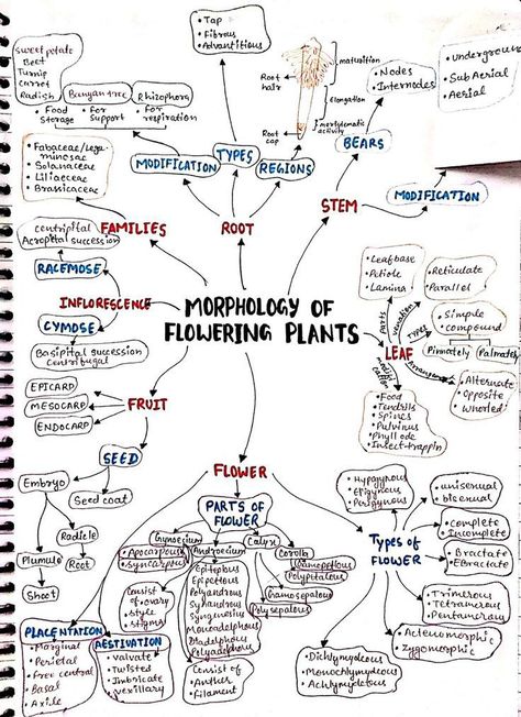 Biology hand written notes morphology of flowering plants Botany by Prof Asadullah Mastoi aka Chemical Asad Neet Flow Charts, Neet Study Material, Morphology Of Flowering Plants Mind Map, How To Make Short Notes For Neet, Neet Biology Mind Maps, Neet Biology Flashcards, Biology Neet Tricks, Morphology Of Flowering Plants Notes, Aiims Jodhpur