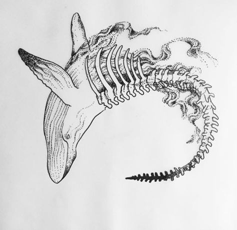 Leopard Seal Tattoo, Orca Skeleton Tattoo, Whale Skeleton Drawing, Marine Animal Tattoo, Animal Skeleton Tattoo, Whale Skeleton, Nature Tattoo Ideas, Seal Tattoo, Cool Nature