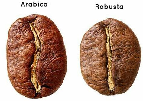 Arabica and Robusta coffee varieties picture by cocotu.com Cafe Video, Arabica Robusta, Types Of Coffee Beans, Robusta Coffee, Coffee Infographic, Bean Varieties, Coffee Guide, Coffee Facts, Arabica Coffee Beans