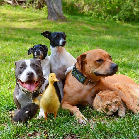 Cuddle Love, Unusual Animal Friendships, Cat Lead, Best Dogs For Families, Amazing Animal Pictures, Secret Life Of Pets, Animals Friendship, Unusual Animals, Pit Bulls