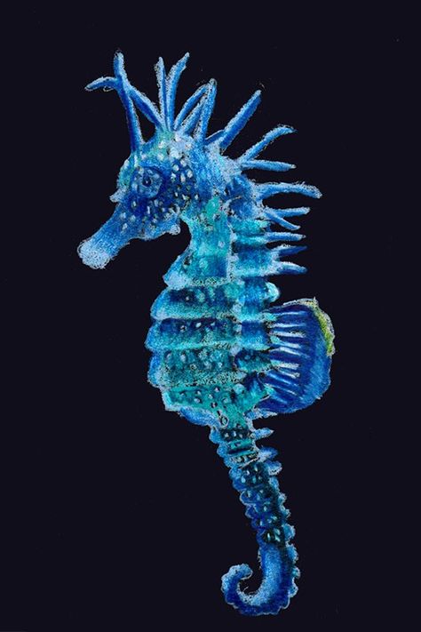 Blue sea horse Sea Horses Photography, Pretty Sea Animals, Sea Horses Art, Sea Horse Aesthetic, Beautiful Sea Creatures Ocean Life, Beautiful Fish Ocean Life, Seahorse Aesthetic, Coral Reef Aesthetic, Seahorse Photography